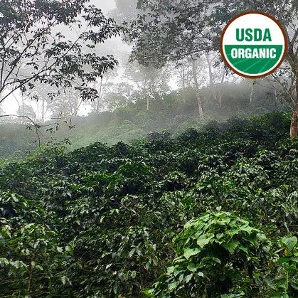 Organic Colombian - Washed
