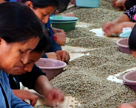 Organic Honduran - Decaf